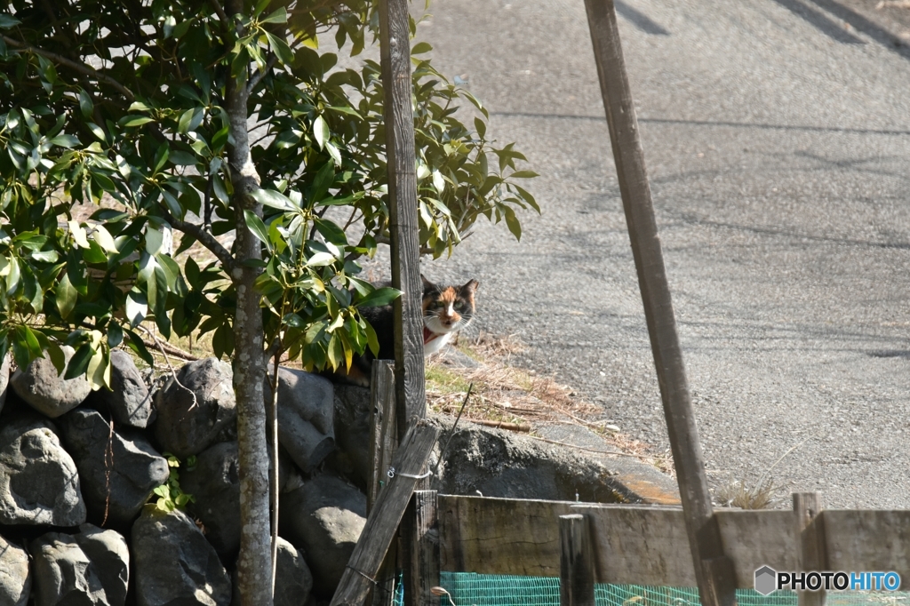 ついて行くニャ