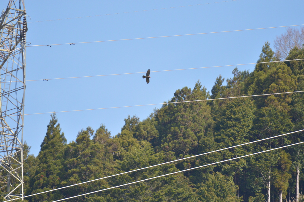 雨のち晴れの飛翔