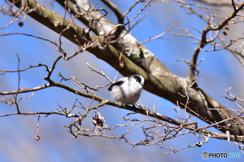 ふっくらなエナガ