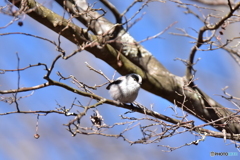 ふっくらなエナガ