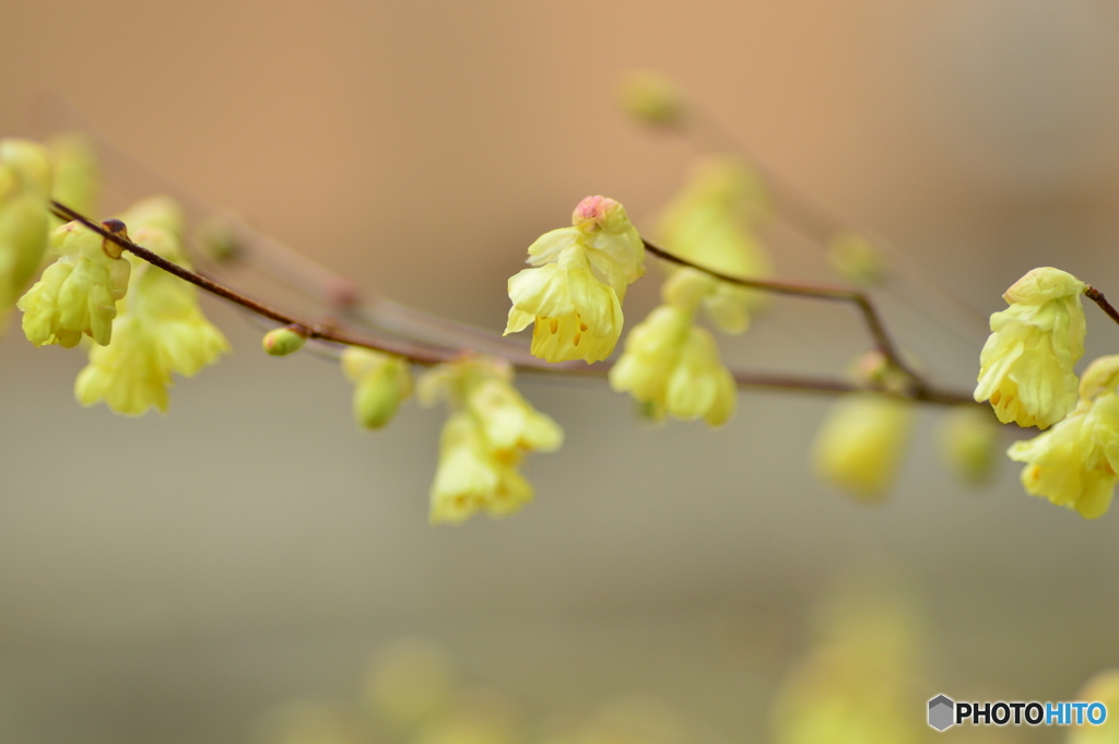 春の花達 Ⅲ