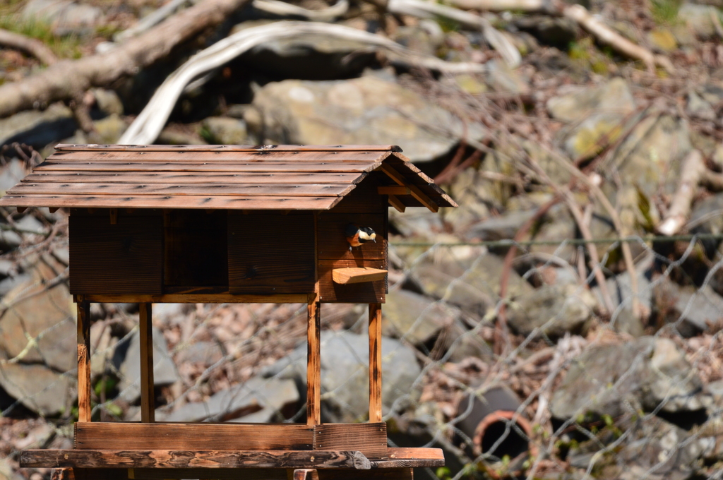 巣作り中のヤマガラ