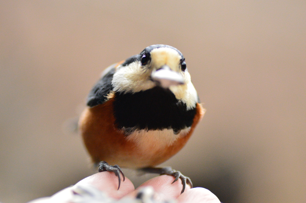 待ちきれないよー！