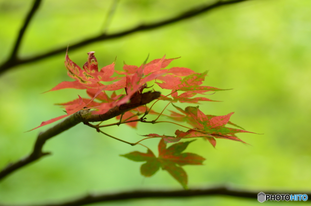 真夏の紅葉