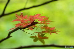 真夏の紅葉