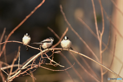 エナガの家族 ①