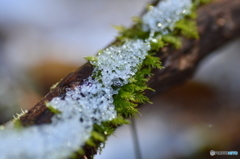 積雪 Ⅲ