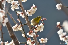 次はどの花にしようかな