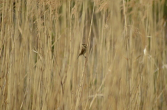 君はオオジュリンかな？