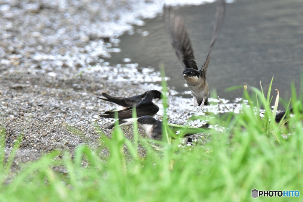空飛ぶペンギン Ⅰ