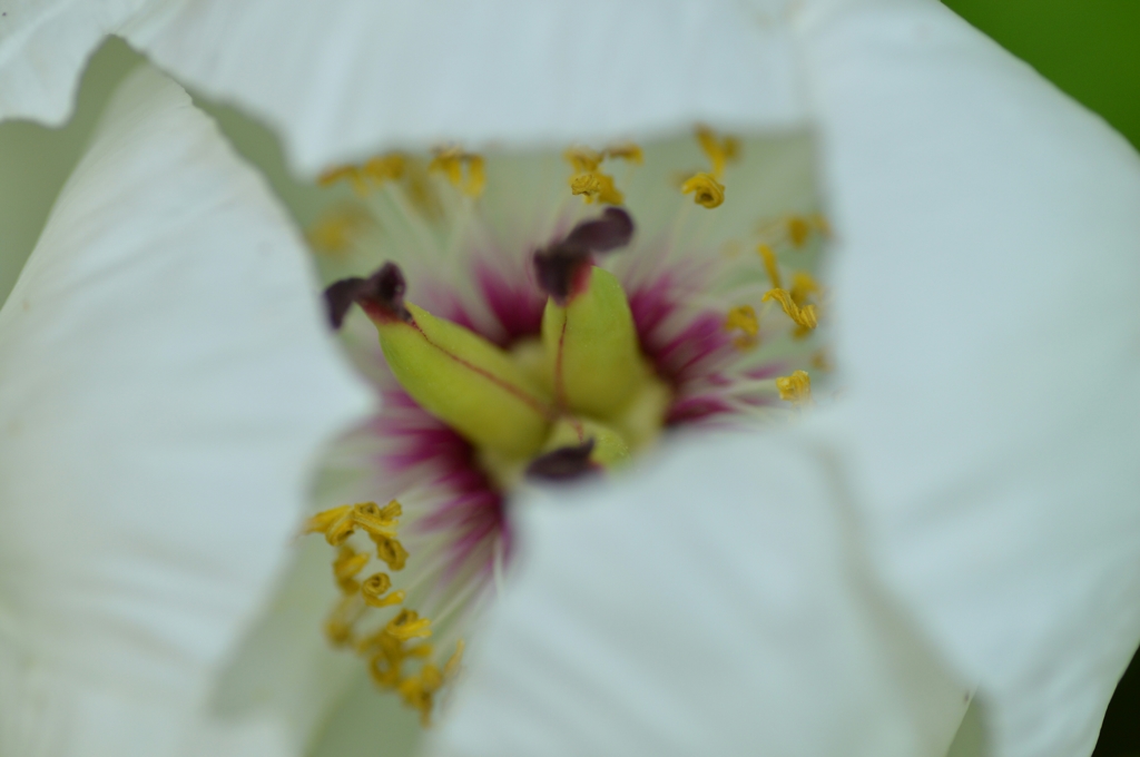 山芍薬の中へ