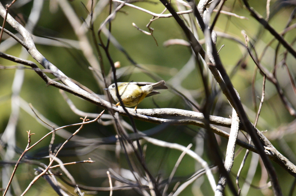 初キクイタダキ