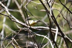 初キクイタダキ