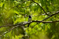 お主、何奴だ？