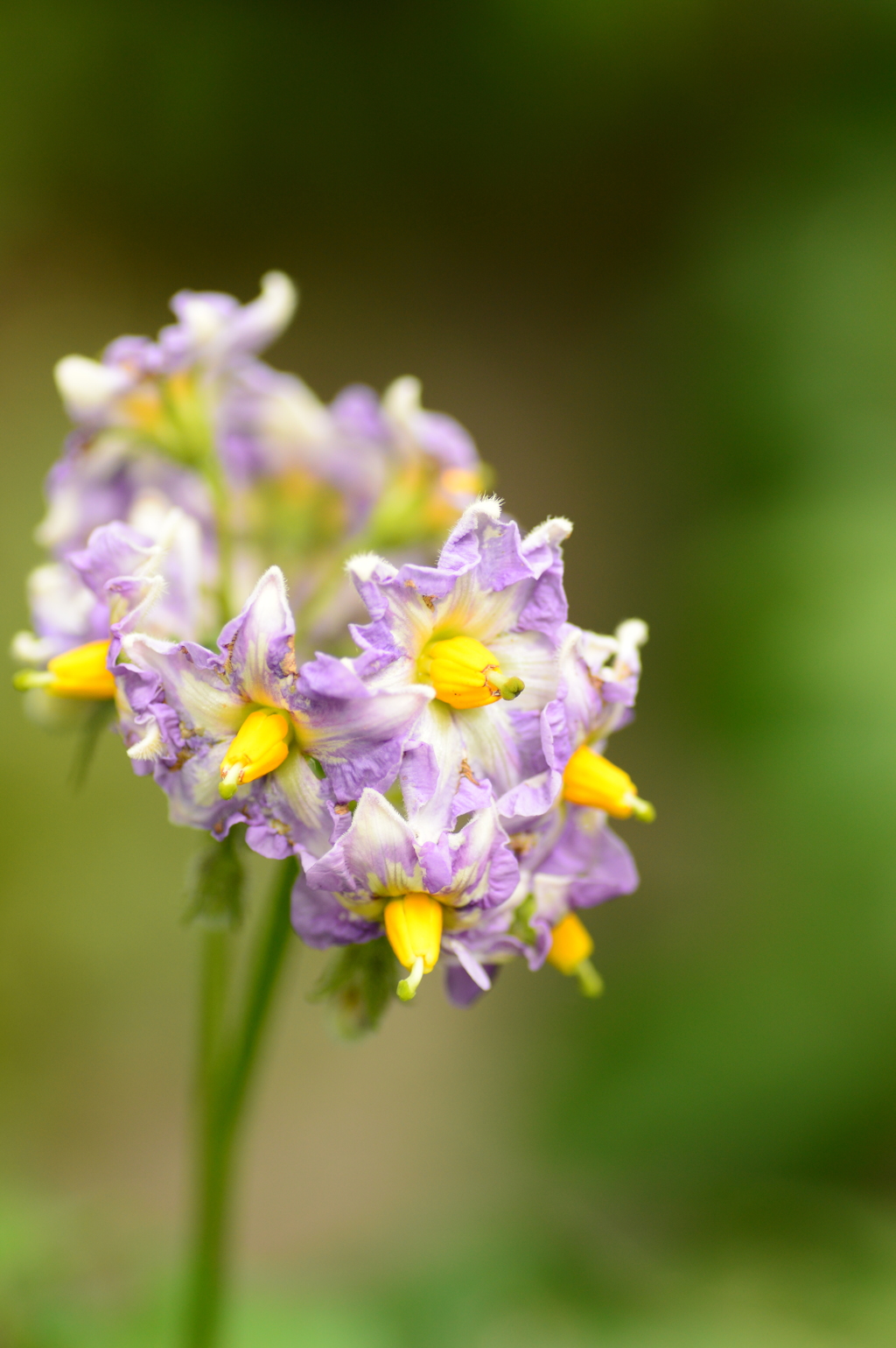おジャガの花