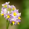 おジャガの花
