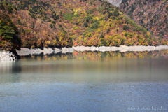 秋の湖面に一羽