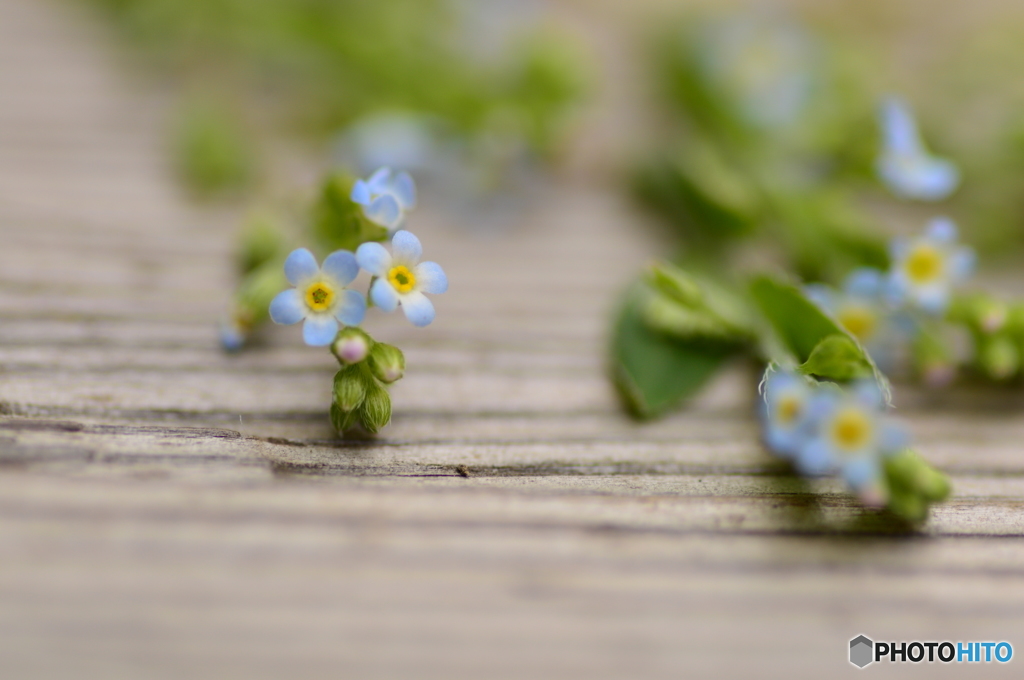 小花柄