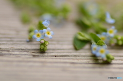 小花柄