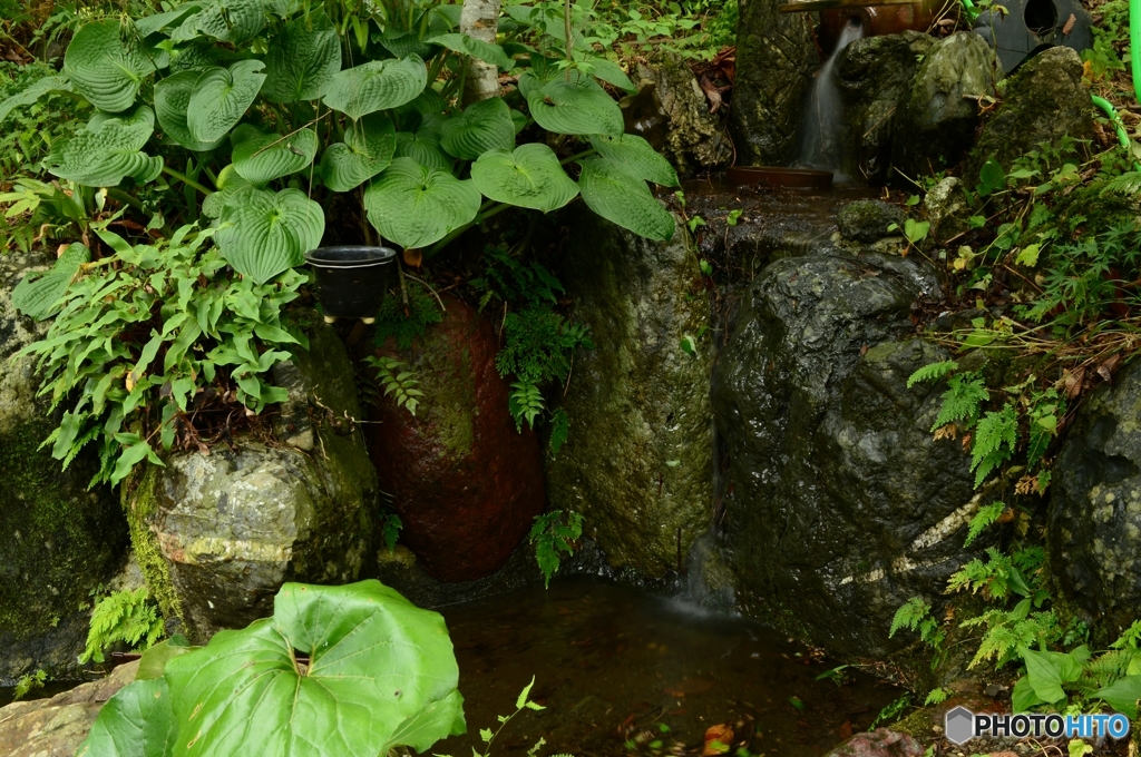 水浴びが見たくて