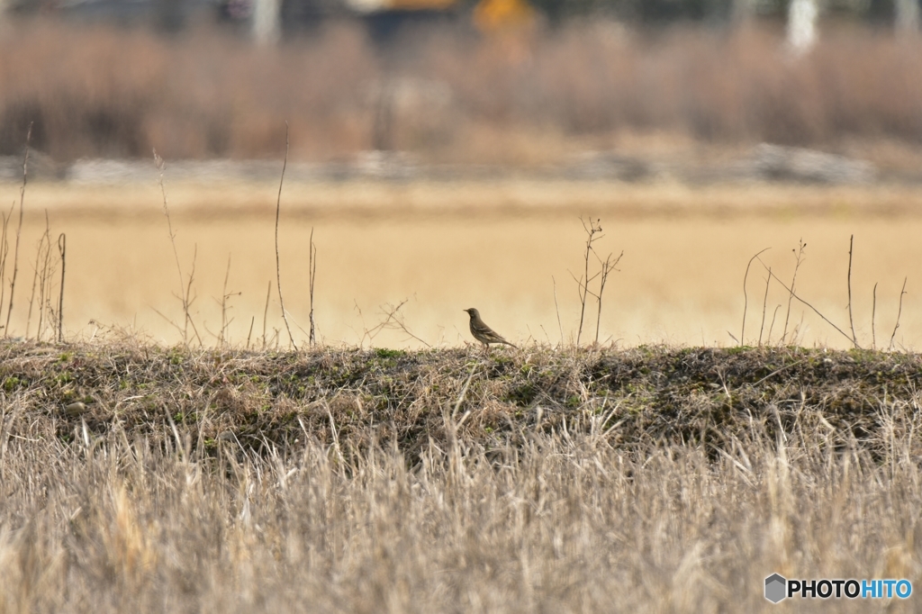 畦道に佇むタヒバリ