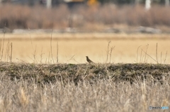 畦道に佇むタヒバリ
