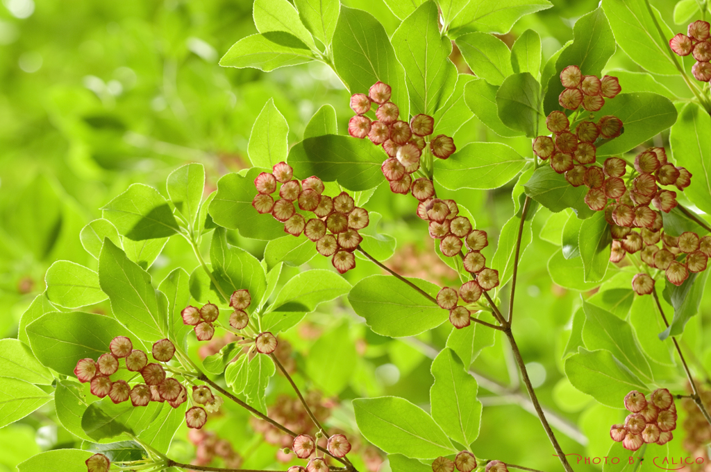 星降る木陰