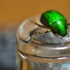 greenな彼