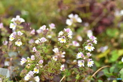 北岳に咲く花 〜ヒメコゴメグサ〜
