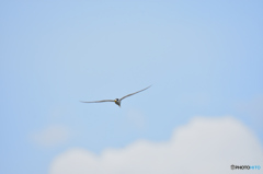 梅雨入り前の空から