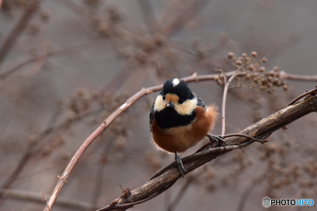 寒そうなヤマガラ