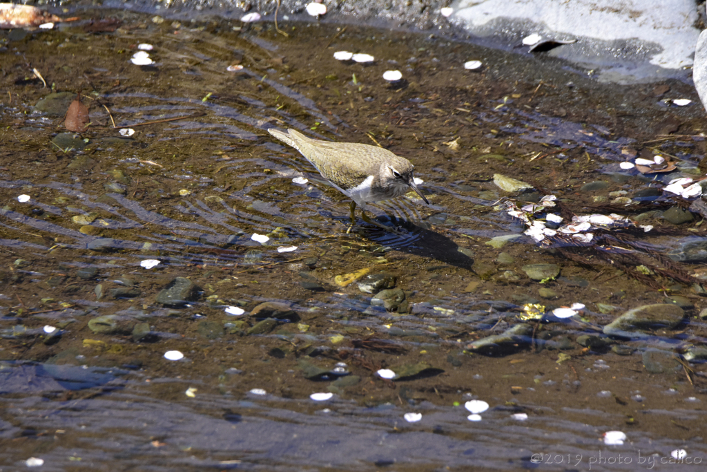 春惜しむイソシギ