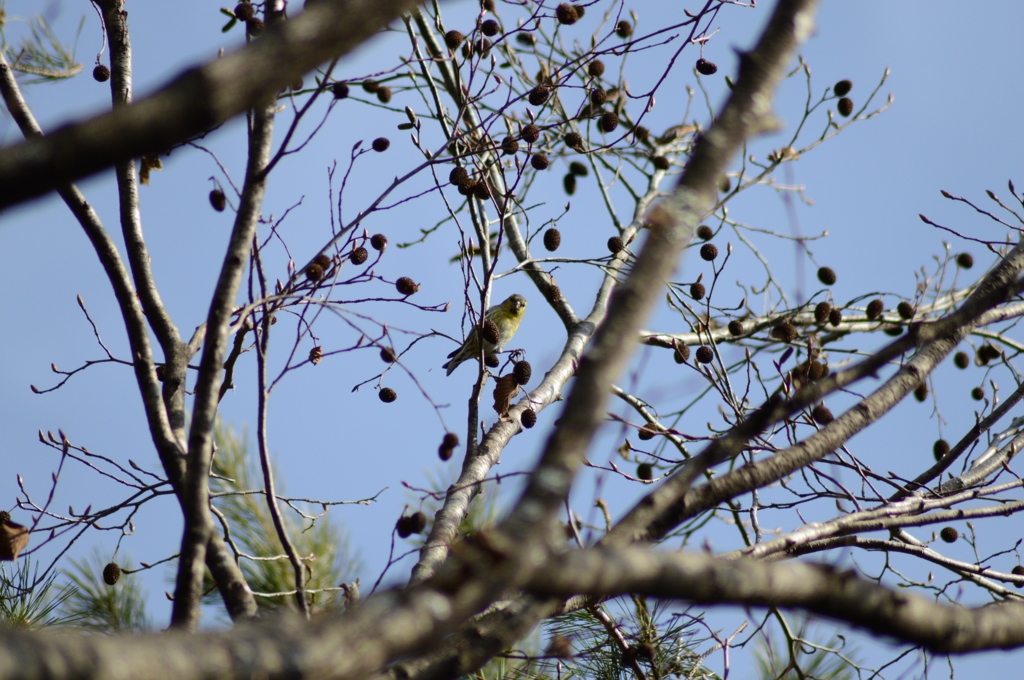 大好物ですが何か？