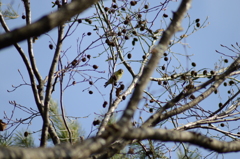 大好物ですが何か？