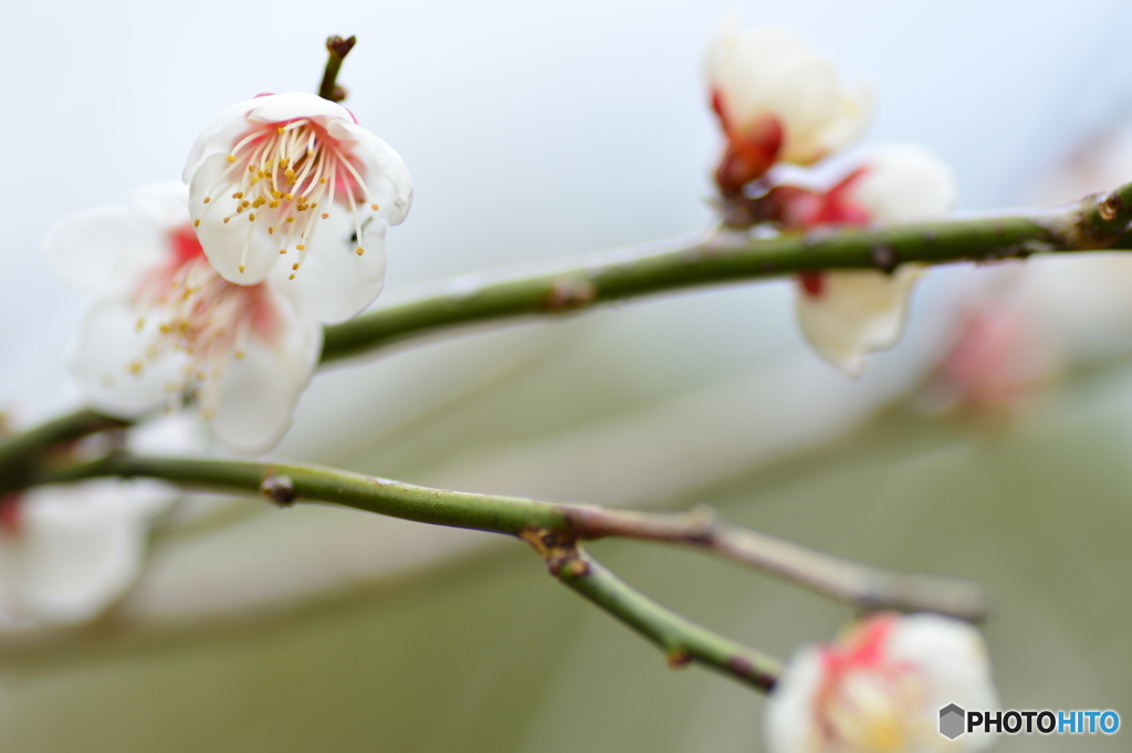 花模様