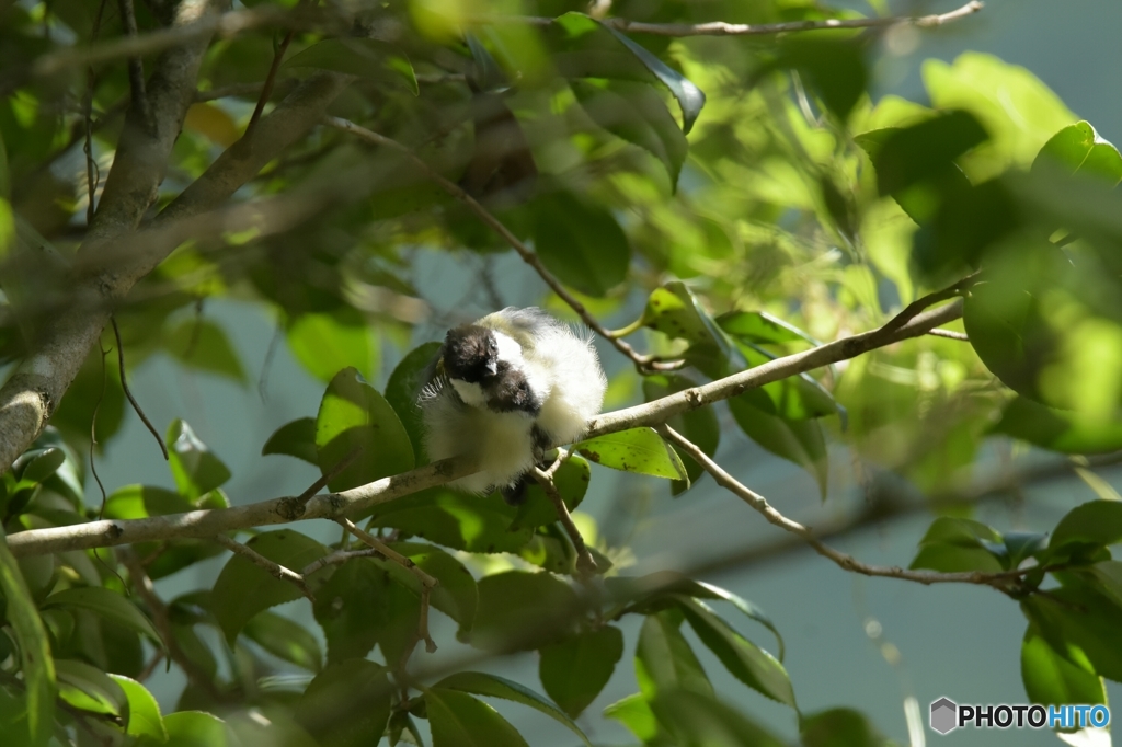 ムクムクのシジュウカラ