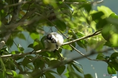 ムクムクのシジュウカラ ムクムクのシジュウカラ