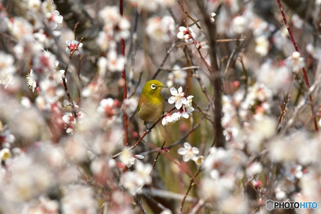 梅の花に囲まれて