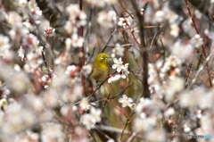 梅の花に囲まれて