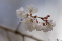 桜色の春 Ⅱ