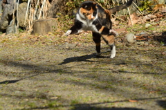 身軽なミーコ①
