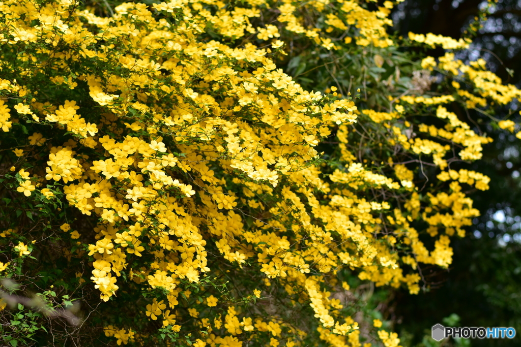 春惜しむ山吹の花