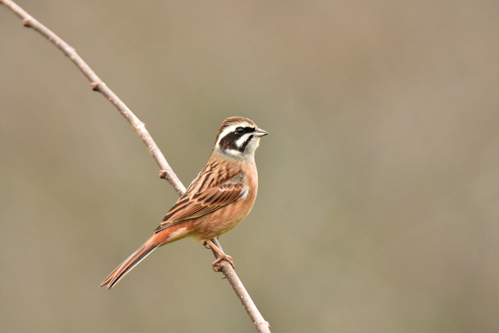 ちゃんと撮ってね♪