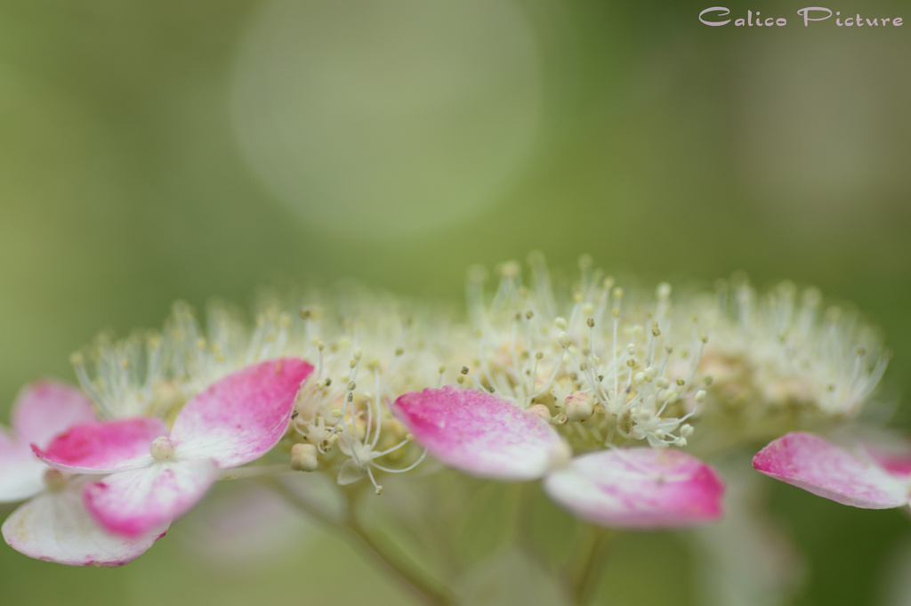 山紫陽花の季節 Ⅲ