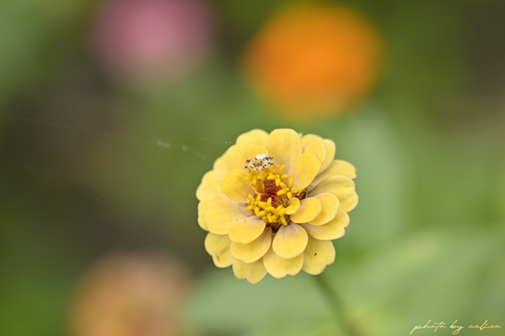 花上で待つ