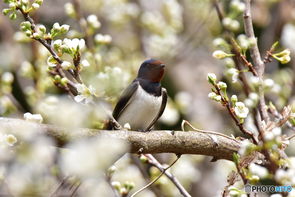 僕もお花見してるよ