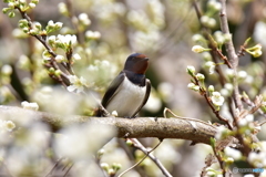 僕もお花見してるよ