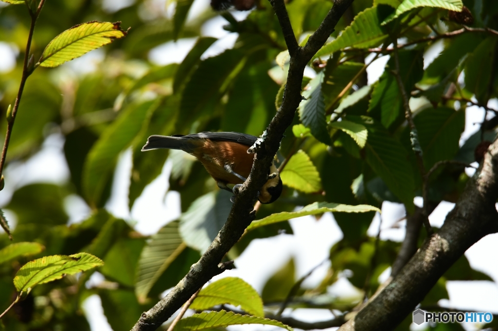 今日の山葵田の訪問者 Ⅲ