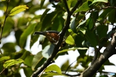 今日の山葵田の訪問者 Ⅲ