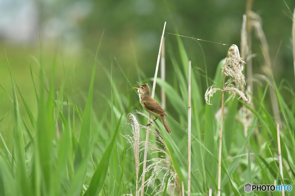 オオヨシキリの縄張り宣言